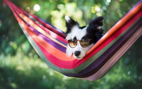 Download wallpapers Border Collie, dog, summer, rest, sunglasses, cute ...