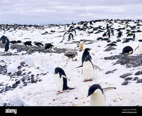 Adelie penguins (Pygoscelis adeliae) during breeding season. A brown skua (Stercorarius ...