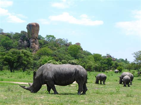 Rhinos - Matobo National Park | Matobo National Park in cent… | Flickr