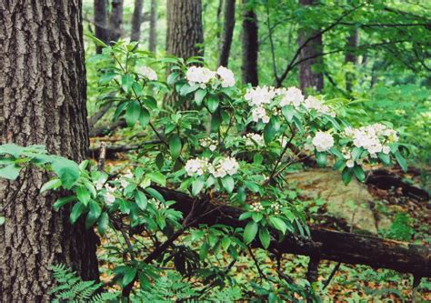 Mountain laurel. in 2019 | Laurel plant, Kalmia latifolia, Woodland garden