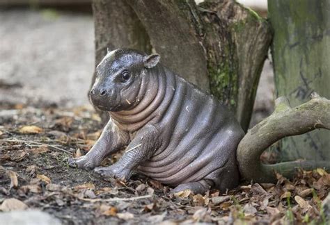 Parken Zoo in Eskilstuna, Sweden, is home to this stub-nosed bundle of ...