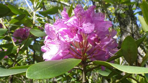 APPALACHIAN TRAIL WILD FLOWERS AND SELECTED PLANTS - OUTDOORS INSPIRED