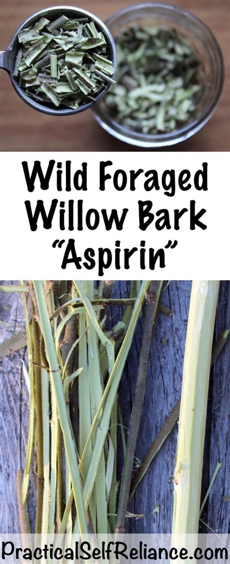 How to make willow bark aspirin – Artofit