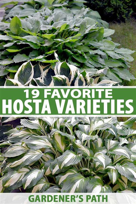 The 19 Best Hosta Varieties for a Shady Yard | Gardener’s Path