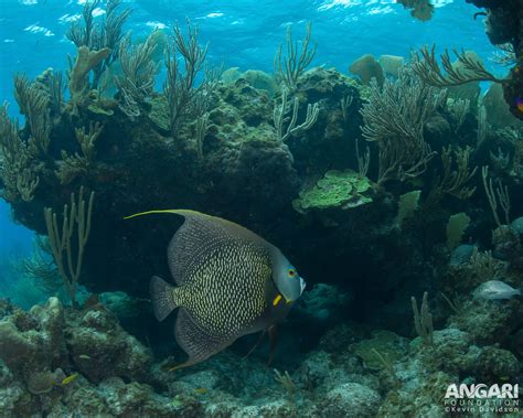 French Angelfish (Pomacanthus paru) - ANGARI Foundation