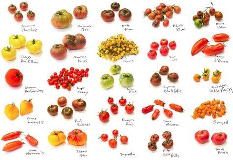 38 Best images about Tomato Varieties on Pinterest | Gardens, Mortgage lifter tomato and ...