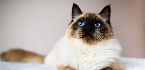 Seal Point Ragdoll Cat Breed Traits and Care