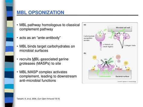 PPT - MANNOSE-BINDING LECTIN PATHWAY PowerPoint Presentation, free download - ID:320693