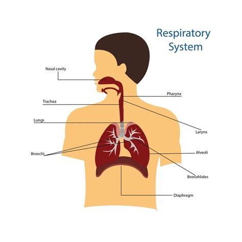 Anatomy of Respiratory System | Physiology - IntakeLearn