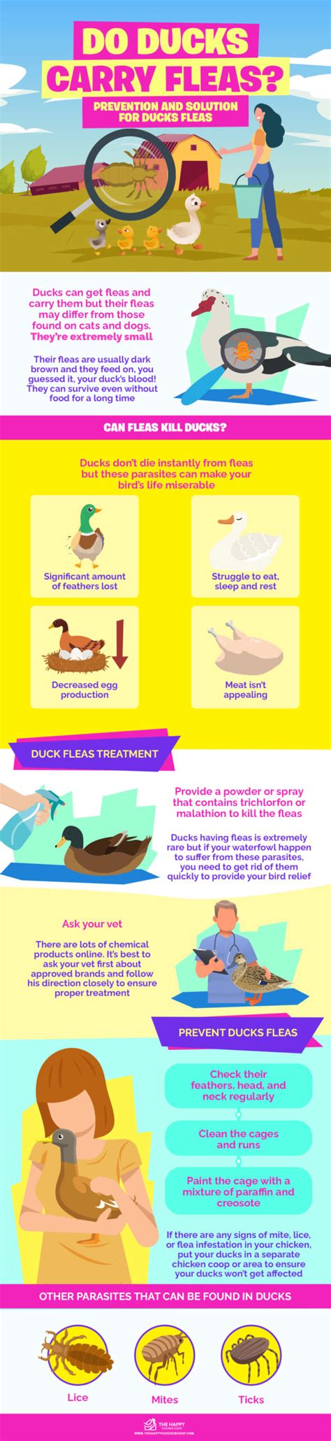 Do Ducks Carry Fleas?—Prevention and Solution for Ducks Fleas