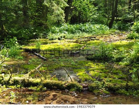 Krzemianka Nature Reserve Podlasie Stock Photo 1983379079 | Shutterstock