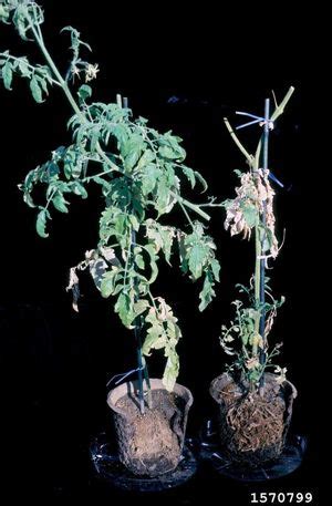 Tomato pests & diseases.....Root-knot nematode | Cherry tomato plant ...