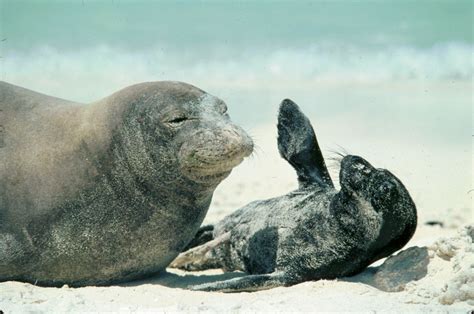 Mediterranean Monk Seals: Characteristics, habitat and more