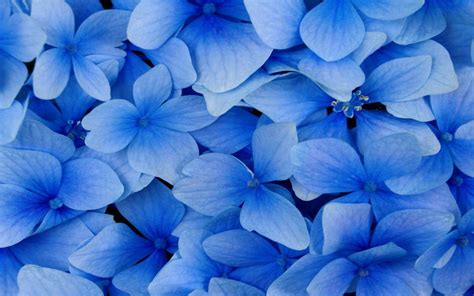 Free download Blue Background Designs For Websites Blue plants vector wallpaper [1024x768] for ...