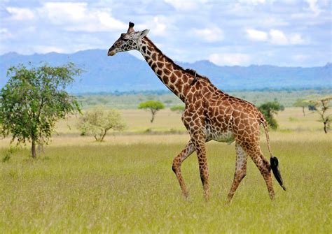 Masai giraffes have just been declared endangered