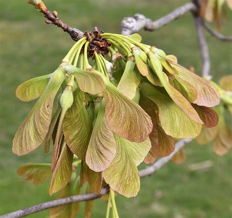 Ferida's Backyard: Maple Seeds in Abundance