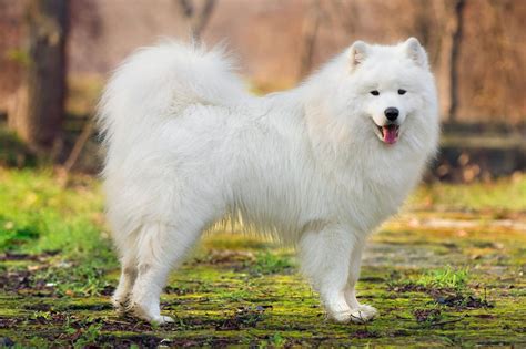 Meet the Samoyed!