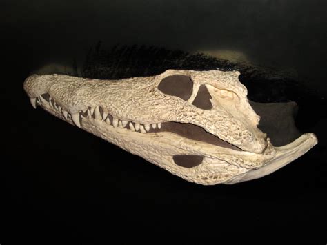 Bronx Zoo - Nile Crocodile Skull | fkalltheway | Flickr