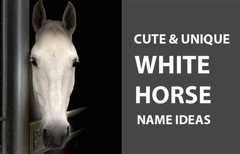 +150 White Horse Names & Unique Ideas - Petnamee