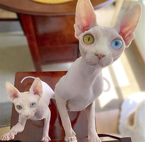 Sphynx for Sale in Florida - florida | #68379 - PetZDaddy