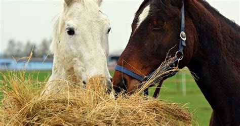 A Horse Owner’s Guide To Maintaining Good Dental Health