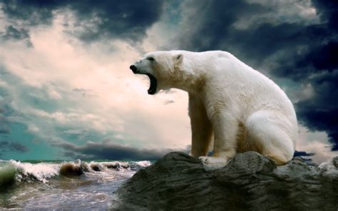 #878704 Bears, Polar bears, Underwater world, Paws - Rare Gallery HD ...