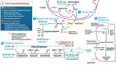 Citrate Shuttle Fatty Acid Synthesis