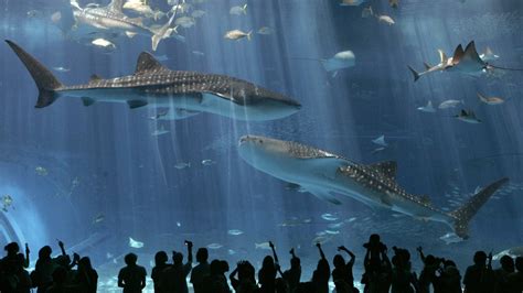 New Aquariums Struggle to Succeed - The Atlantic