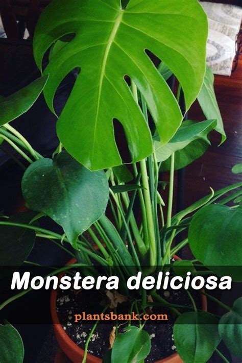 Monstera deliciosa - Datasheet - PlantsBank