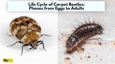 Variegated Carpet Beetle Life Cycle – Two Birds Home