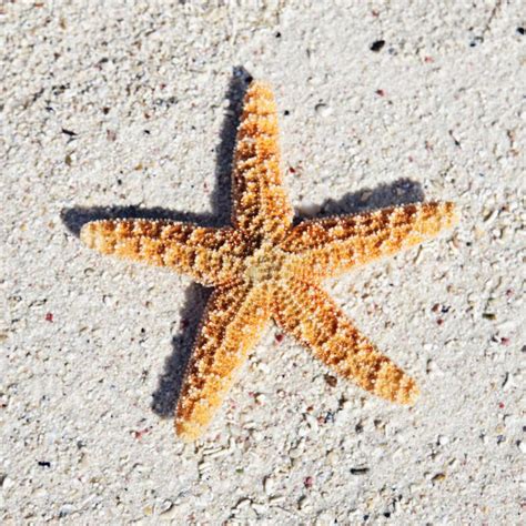 Seastar Royalty Free Stock Photos - Image: 22574368