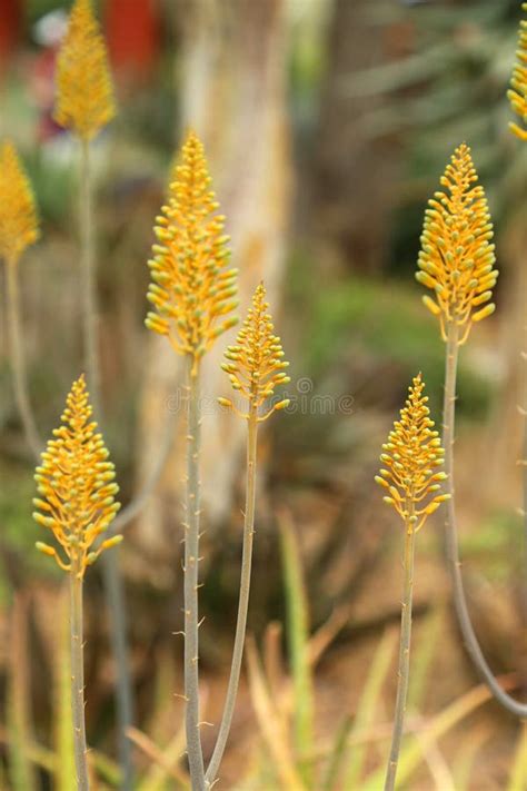 Cactus garden stock photo. Image of tall, flowers, plants - 51695064