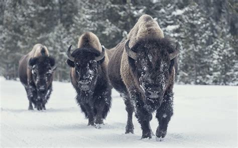 Bison vs. Beef: Which Red Meat is Better?