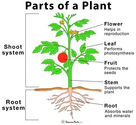 Plant parts – Artofit