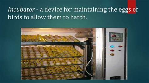 Poultry equipment and facilities | PPT