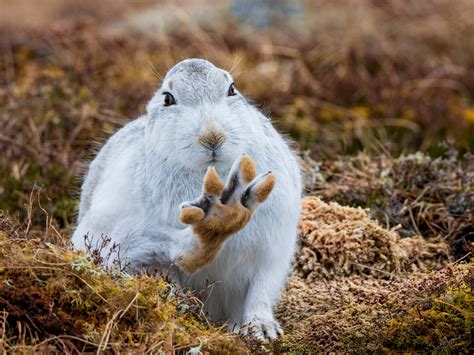 Mountain hares can now only be killed in Scotland with a licence | The ...