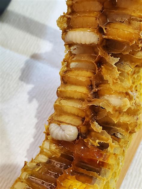 Bee Larvae in Natural Honeycomb . : r/interestingasfuck