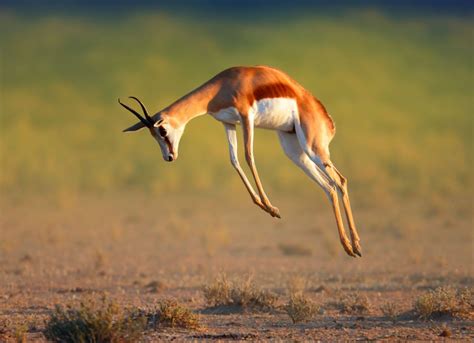 Springbok: The National Animal of South Africa