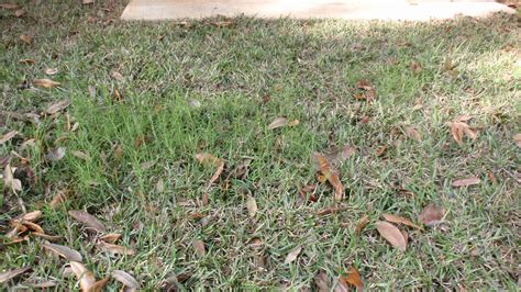 An Important Tip When Installing Sod | Gardening in the Panhandle