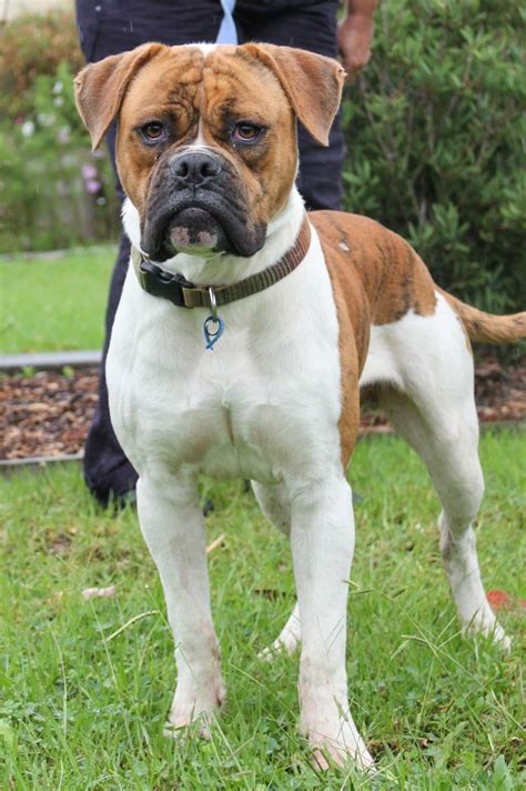 Shannon - Large Male Australian Bulldog Mix Dog in NSW - PetRescue