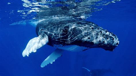 Blue whale underwater HD wallpaper | Wallpaper Flare