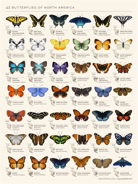 An animated chart of 42 North American butterflies