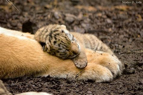 Pin by Diana Robertson on tigers | Baby animals funny, Baby animals adorable, Wild cats