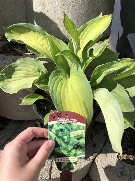 23 variegated hostas 🌿 🎨 A symphony of patterns and colors for the garden