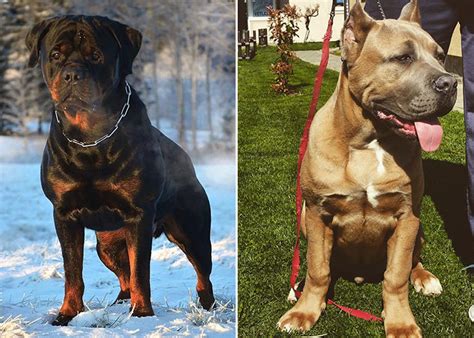 Rottweiler vs Cane Corso: Which is the Better Guard Dog? - Ned Hardy