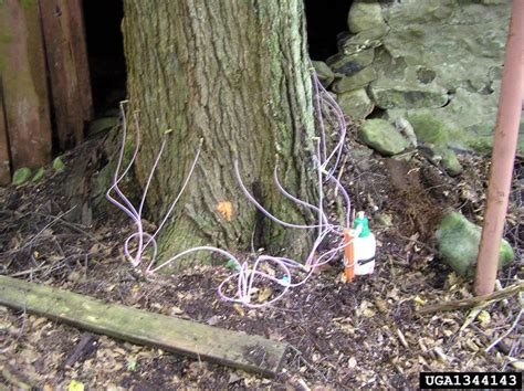 hemlock woolly adelgid (Adelges tsugae ) on eastern hemlock (Tsuga canadensis ) - 1344143