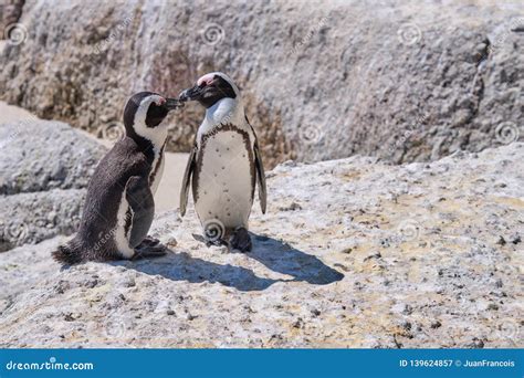 African Penguin colony stock image. Image of beach, animals - 139624857