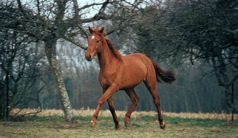 11 Stunning French Horse Breeds - Helpful Horse Hints