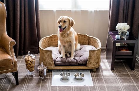 Best dog-friendly hotels UK | Telegraph Travel