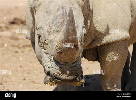 White rhino Africa Stock Photo - Alamy